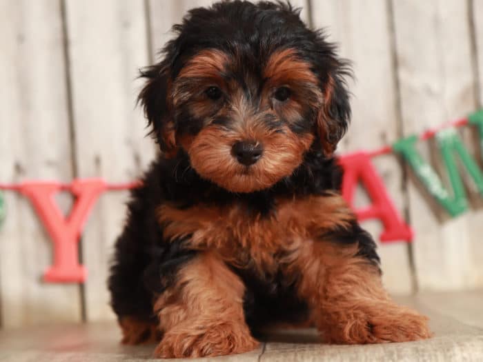 Toto - Awesome Male Mini F2B Goldendoodle Puppy