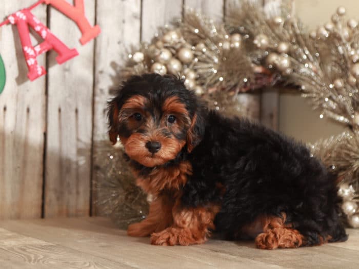 Toto - Awesome Male Mini F2B Goldendoodle Puppy - Image 2