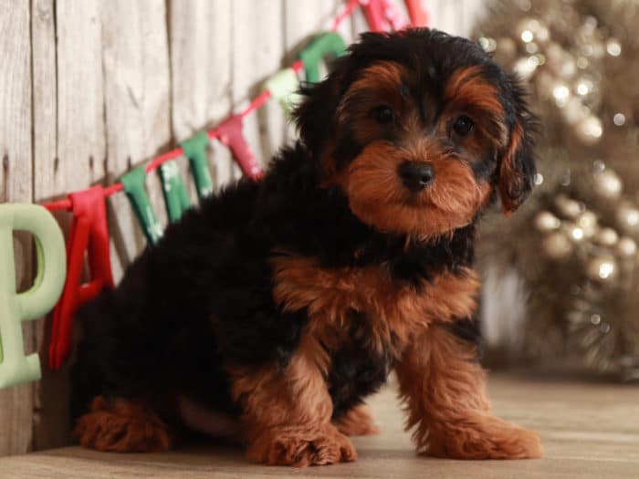 Toto - Awesome Male Mini F2B Goldendoodle Puppy - Image 3