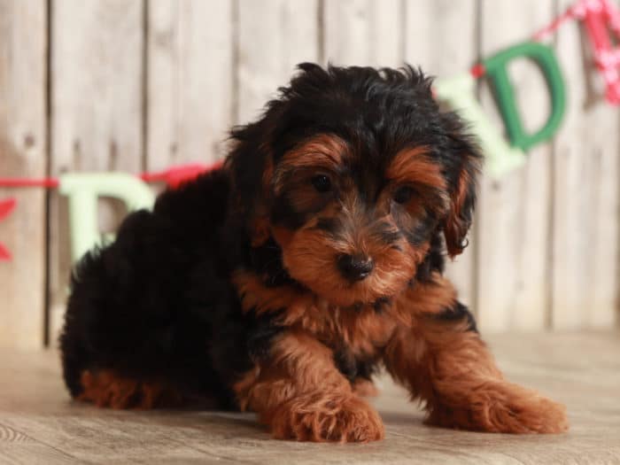 Toto - Awesome Male Mini F2B Goldendoodle Puppy - Image 4