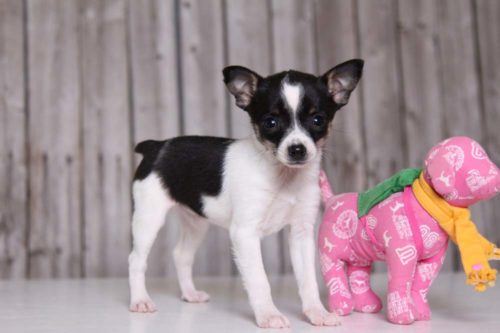 Toy Fox Terriers