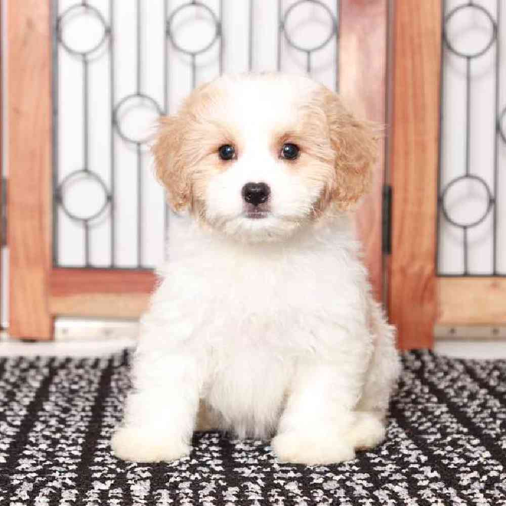 Tracy - Stellar Female Cavachon Puppy
