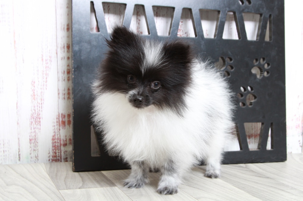 Tripp - Courageous AKC Black Parti Male Pomeranian Puppy