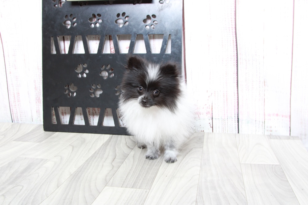 Tripp - Courageous AKC Black Parti Male Pomeranian Puppy - Image 2