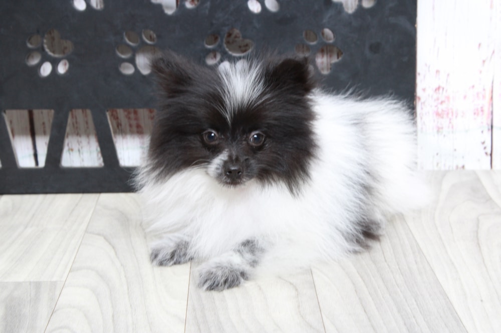 Tripp - Courageous AKC Black Parti Male Pomeranian Puppy - Image 5
