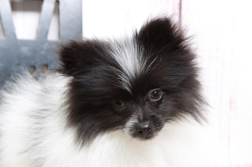 Tripp - Courageous AKC Black Parti Male Pomeranian Puppy - Image 3
