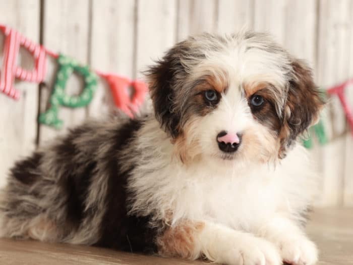 Trixie - Darling Mini AussiePoo - Image 3