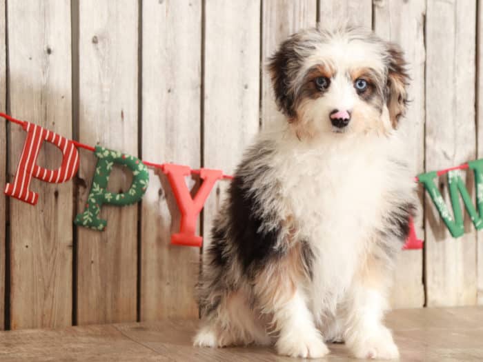 Trixie - Darling Mini AussiePoo - Image 4