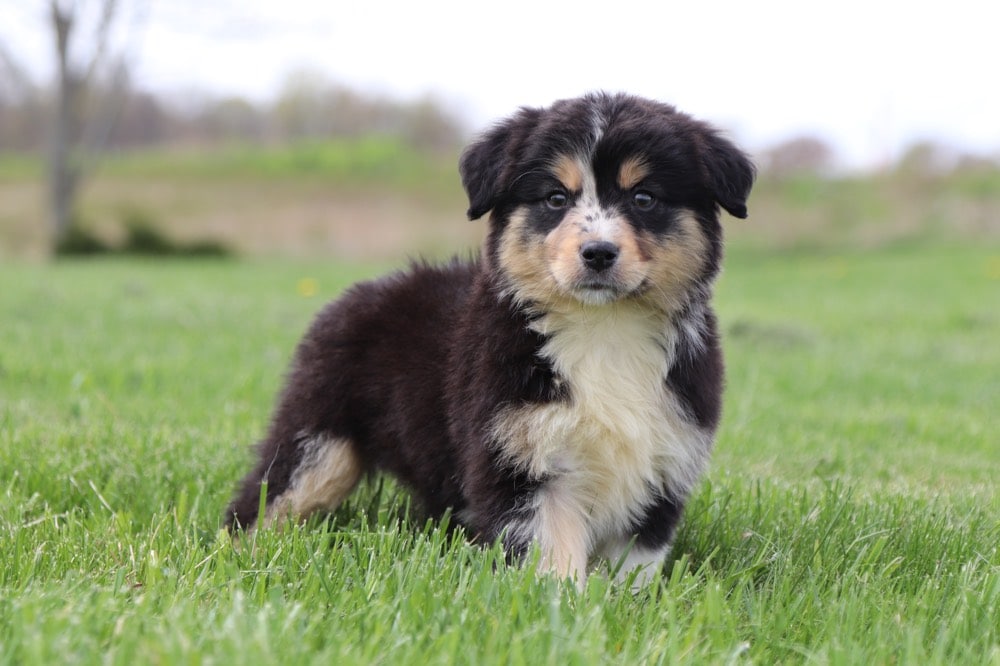 Trooper - Super Cool Mini Australian Shepherd Puppy