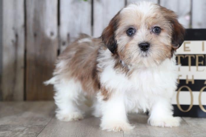 Trudy - Beautiful Shorkie