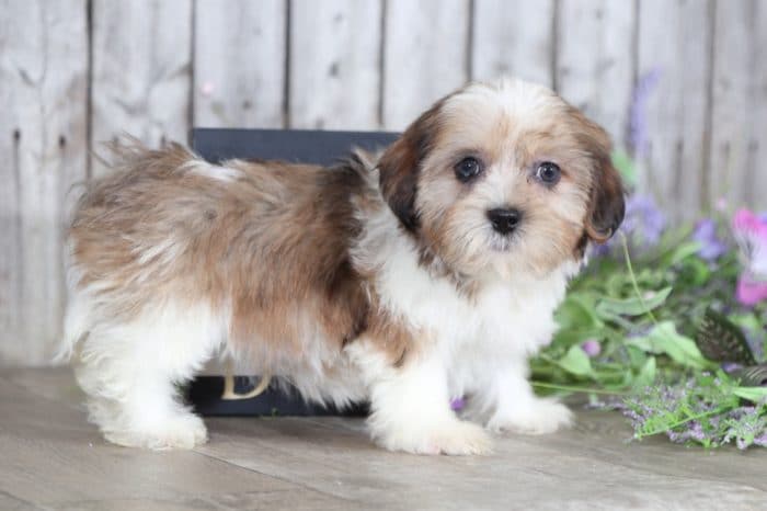 Trudy - Beautiful Shorkie - Image 2
