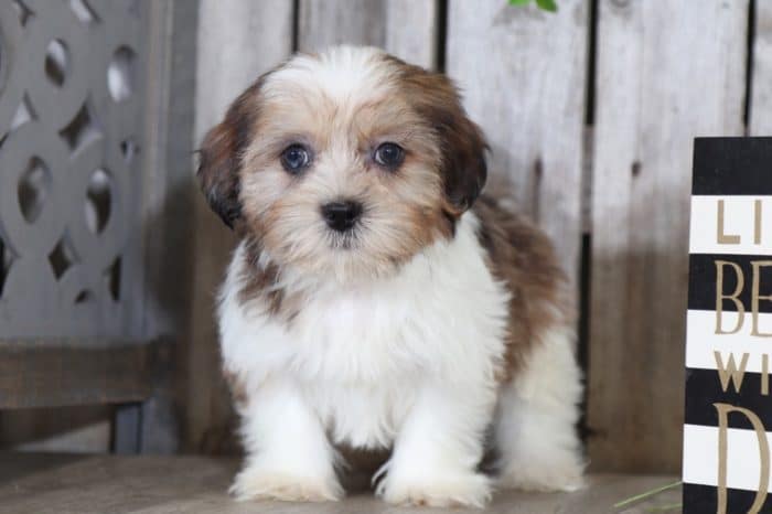 Trudy - Beautiful Shorkie - Image 3
