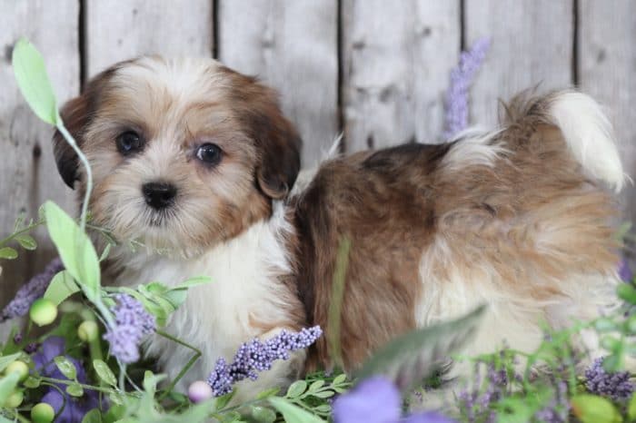 Trudy - Beautiful Shorkie - Image 4