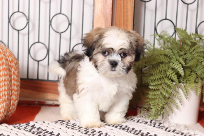Tucker - Loving Little Male Cava-tzu Puppy