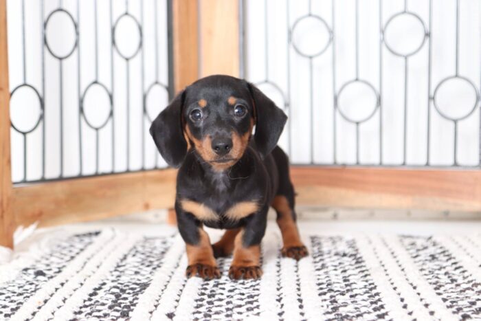 Tucker - Loving Little ACA Male Dachshund Puppy - Image 2