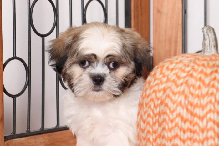 Tucker - Loving Little Male Cava-tzu Puppy - Image 2