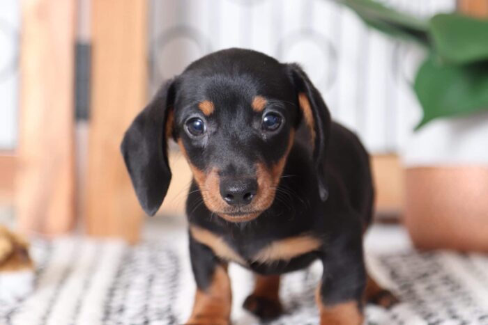 Tucker - Loving Little ACA Male Dachshund Puppy - Image 3