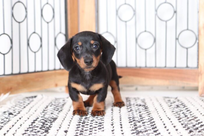 Tucker - Loving Little ACA Male Dachshund Puppy - Image 4