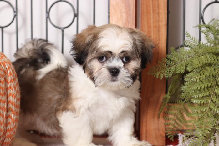 Tucker - Loving Little Male Cava-tzu Puppy - Image 4