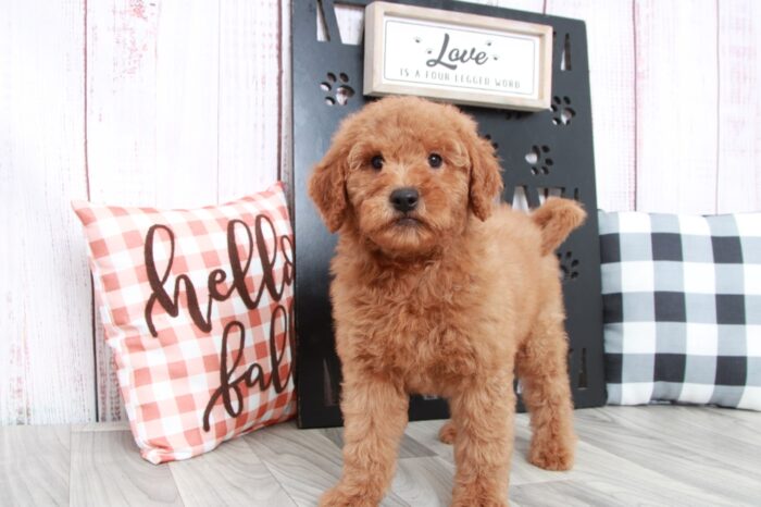 Turbo - Trustworthy Mini Male Goldendoodle Puppy - Image 5