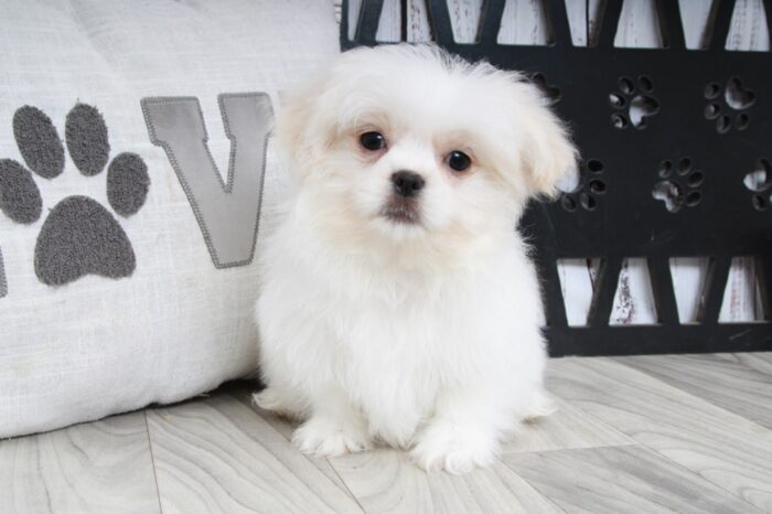 Turbo- Lovable White Male Teddy Bear Puppy