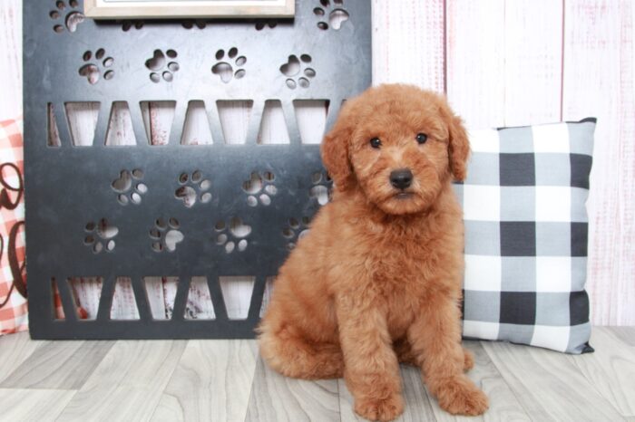 Turbo - Trustworthy Mini Male Goldendoodle Puppy - Image 4