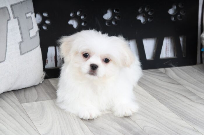Turbo- Lovable White Male Teddy Bear Puppy - Image 2