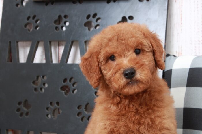 Turbo - Trustworthy Mini Male Goldendoodle Puppy - Image 3
