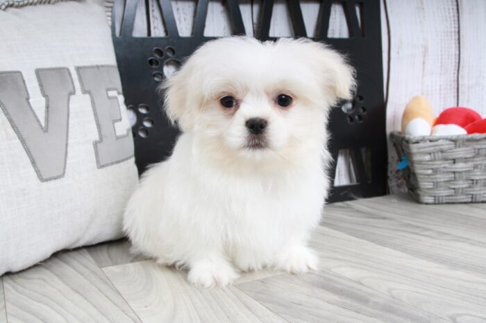 Turbo- Lovable White Male Teddy Bear Puppy - Image 4