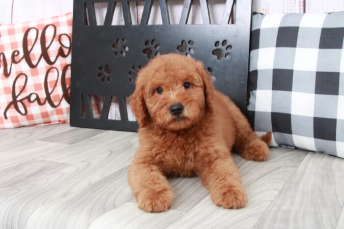 Turbo - Trustworthy Mini Male Goldendoodle Puppy