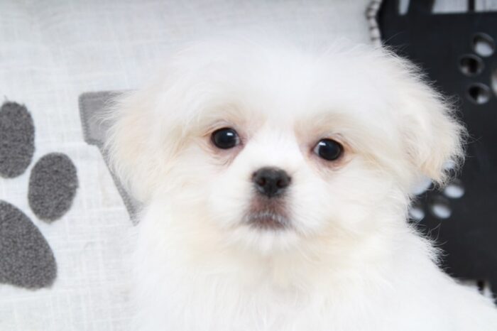 Turbo- Lovable White Male Teddy Bear Puppy - Image 3