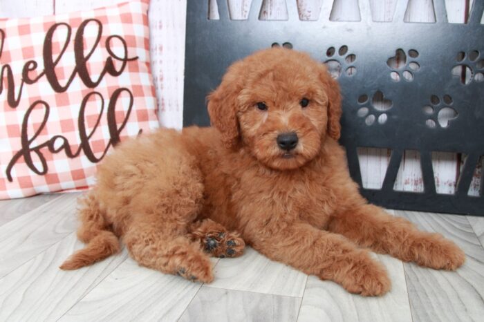 Turbo - Trustworthy Mini Male Goldendoodle Puppy - Image 2