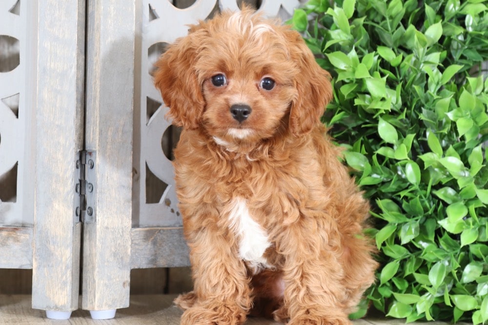 Are Cavapoos Easy To House Train