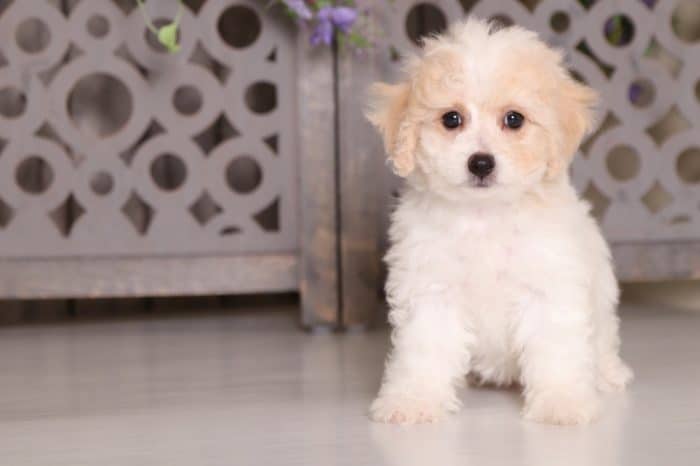 Twiggy- Dazzling Poochon
