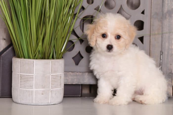 Twiggy- Dazzling Poochon - Image 3