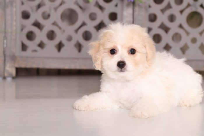 Twiggy- Dazzling Poochon - Image 4