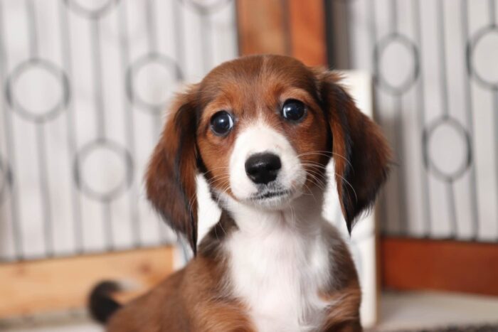 Twinkie- Beautiful Little Female ACA Dachshund Puppy - Image 2