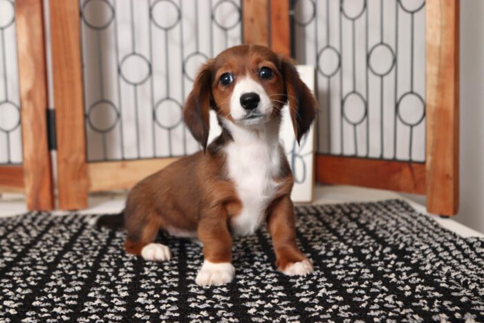 Twinkie- Beautiful Little Female ACA Dachshund Puppy - Image 3
