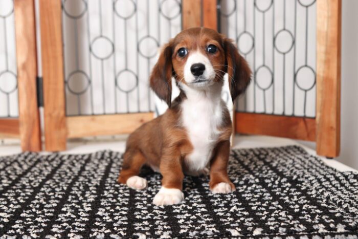 Twinkie- Beautiful Little Female ACA Dachshund Puppy - Image 4