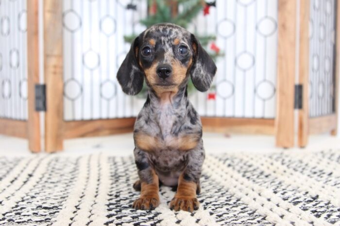 Twinkle- Stunning Dapple Female Dachshund Puppy