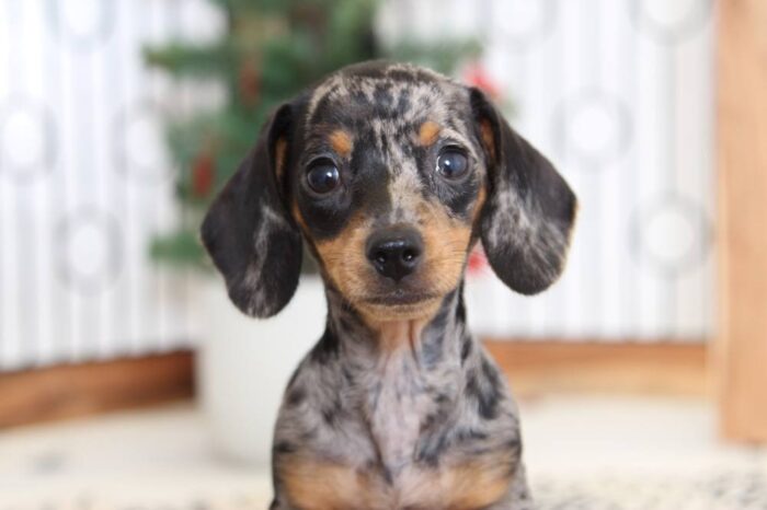 Twinkle- Stunning Dapple Female Dachshund Puppy - Image 2