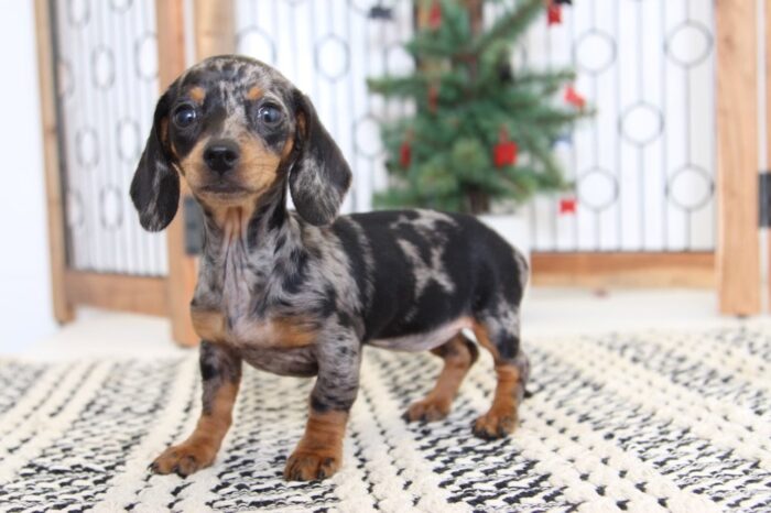 Twinkle- Stunning Dapple Female Dachshund Puppy - Image 4