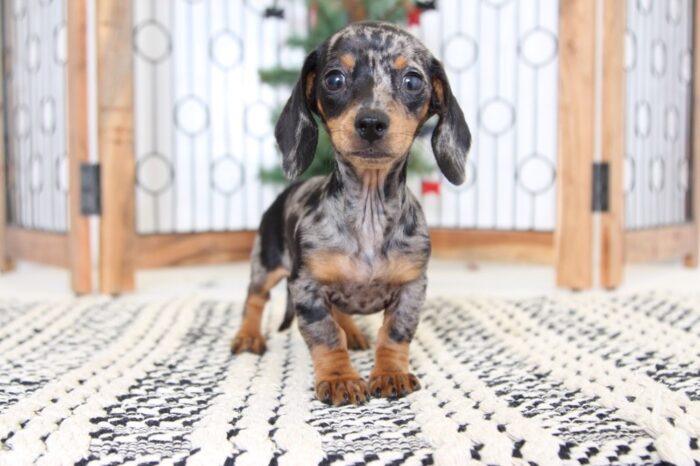 Twinkle- Stunning Dapple Female Dachshund Puppy - Image 5
