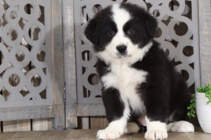 Twix - Lovely Australian Shepherd