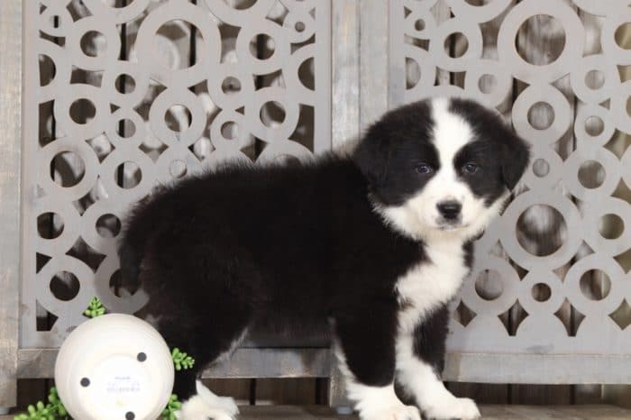 Twix - Lovely Australian Shepherd - Image 4