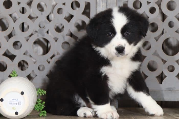 Twix - Lovely Australian Shepherd - Image 3