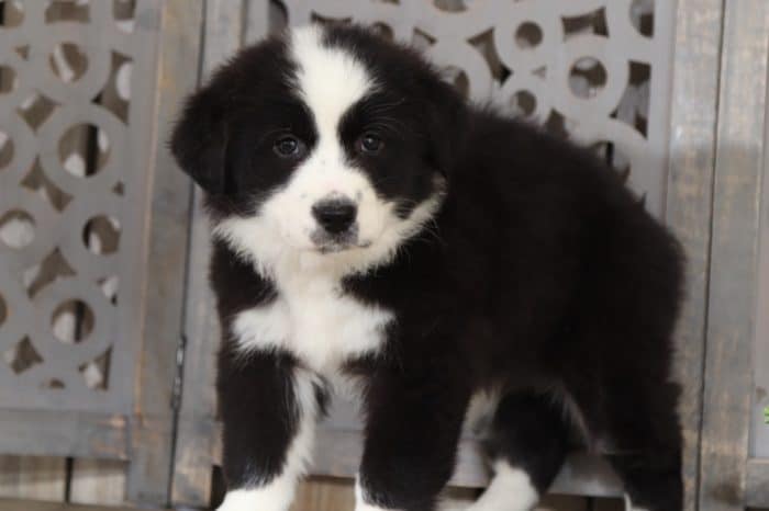Twix - Lovely Australian Shepherd - Image 2
