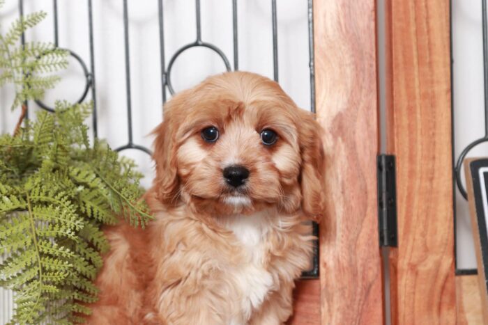 Tyra- Joyful Little Red Female Cavapoo Puppy - Image 2