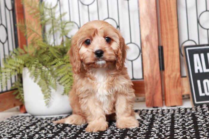 Tyra- Joyful Little Red Female Cavapoo Puppy - Image 3