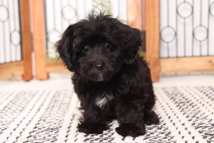 Tyson- Awesome Little Male Yochon Puppy